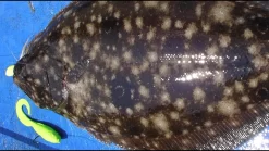 Costa Del Mar C-Line Retainers